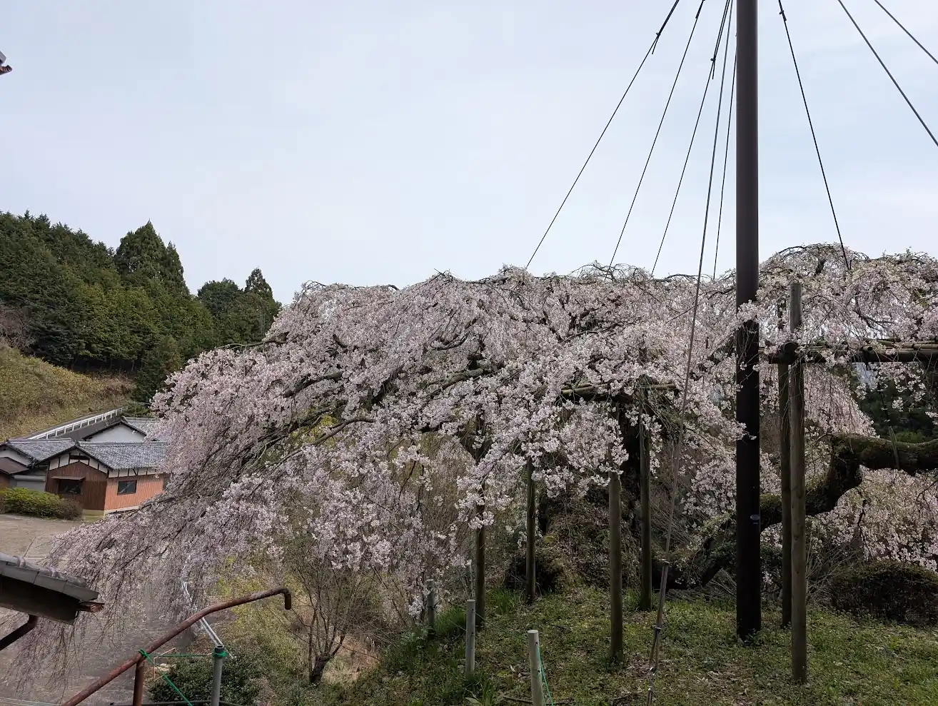 瀧蔵神社の高台から見下ろした「権現桜」の姿。大きく傘のように広がる見事なしだれ桜の枝と、それを大切に支える木組み(支柱)、奥には静かに佇む瓦屋根の建物が写っている風景。