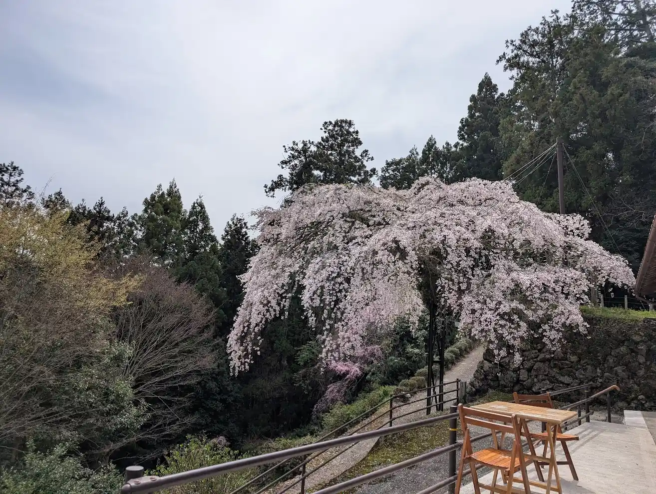 奈良県桜井市・瀧蔵神社の境内にある見事なしだれ桜「権現桜」の全体写真。深い杉木立を背景に満開の花を咲かせており、手前には桜を眺めるための木製のテーブルと椅子が置かれている。