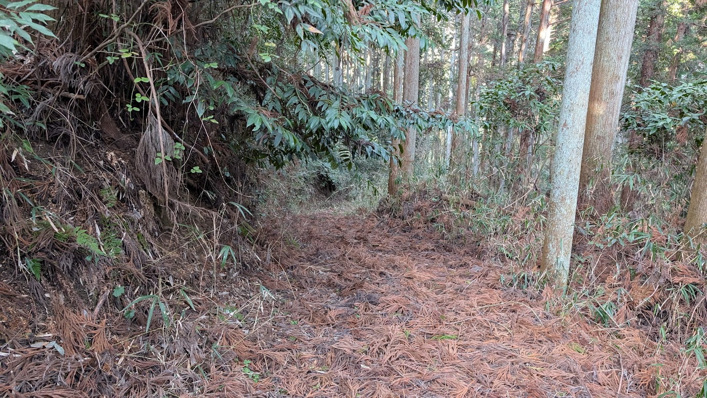 瀧蔵神社の薬師堂へ続く、手入れのされていない参道。舗装はなく、地面は厚い落ち葉や枯れ葉、折れた枝に覆われ、周囲はうっそうとした木々に囲まれている。