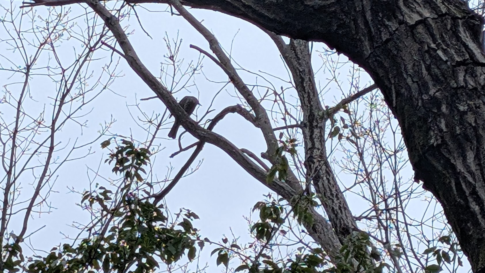 奈良県馬見丘陵公園の木の上で羽を休める野鳥のシルエット。青白い空を背景に、細い枝が複雑に交差する中で鳥が静かに留まっている。