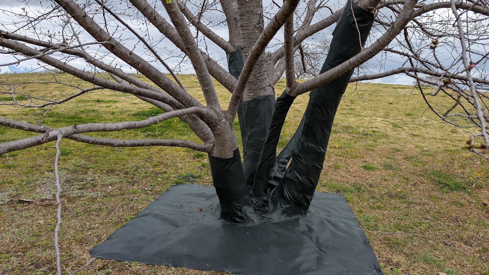馬見丘陵公園で、桜の木の根元や幹に黒い保護シートが丁寧に巻かれている様子。周囲の芝生にもシートが敷かれ、満開に向けて急ピッチでメンテナンスが行われている。