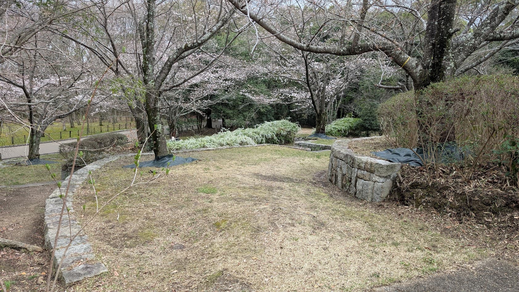 奈良県馬見丘陵公園の「陽だまり広場」にある、石組みで囲まれた円形の休憩スペース。周囲には咲き始めた桜の木々と、満開の白いユキヤナギが広がっている。