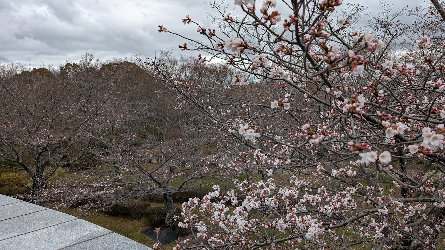 奈良県馬見丘陵公園の桜の開花状況。3月26日時点で、多くの木が咲き始めており、薄ピンク色の花と蕾が入り混じっている。背景には公園の木々と曇り空が広がっている。