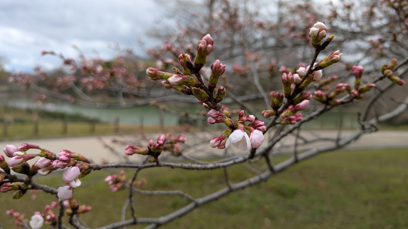 奈良県広陵町の馬見丘陵公園で咲き始めた桜（ソメイヨシノ）。曇り空を背景に、枝先に集まる多くのピンク色の蕾と、数輪だけ開花した花が写っている。
