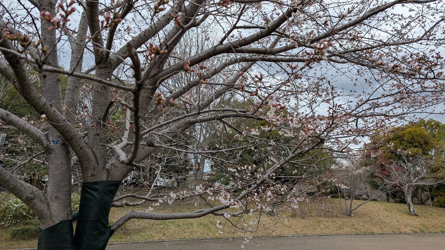 奈良県馬見丘陵公園の北エリア「古墳の丘」。緩やかな斜面に沿って咲き始めた桜（ソメイヨシノ）の木々が並び、薄ピンク色の蕾と花が曇り空に映えている。