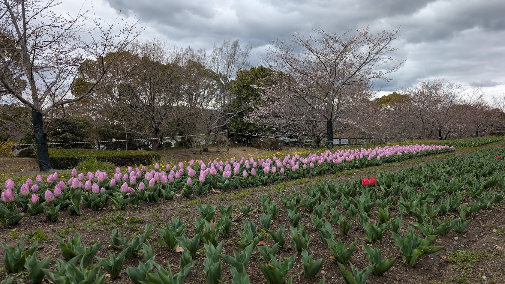 奈良県馬見丘陵公園の「集いの丘」にあるチューリップ畑。手前にはピンク色のチューリップが列をなして咲き、背景には咲き始めたばかりの桜の木々と曇り空が広がっている。