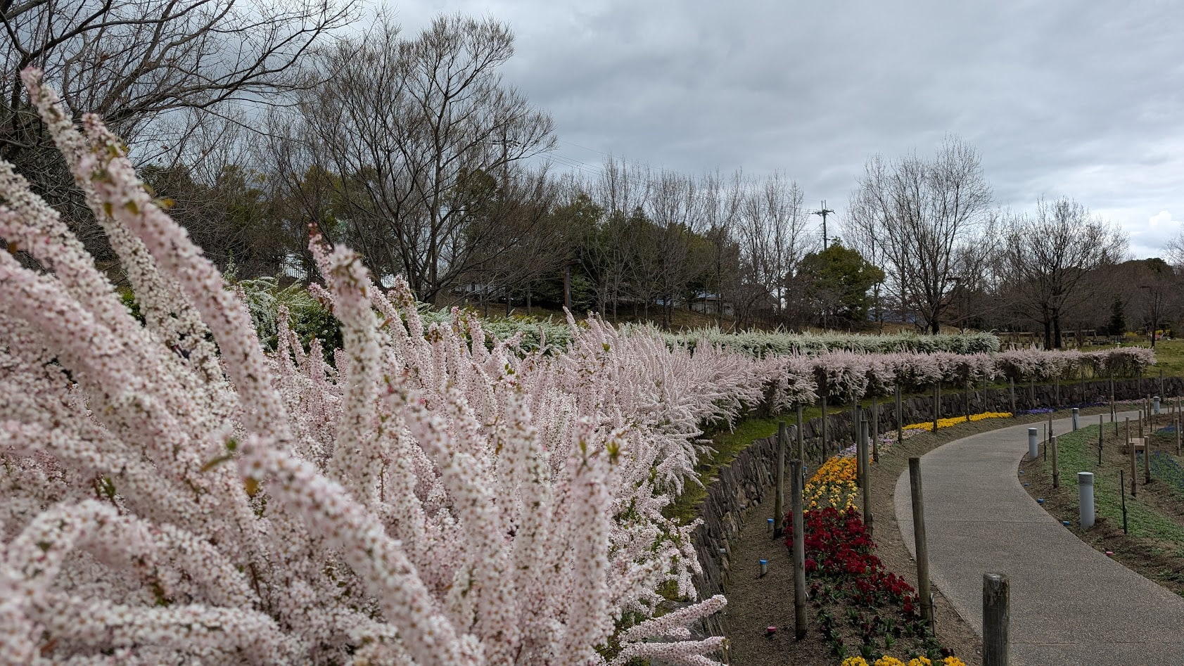 奈良県馬見丘陵公園の散策路沿いに咲く、白とピンクのユキヤナギ。手前にボリュームたっぷりの花が広がり、奥へと続く小径の脇には黄色や赤のパンジーが植えられている。