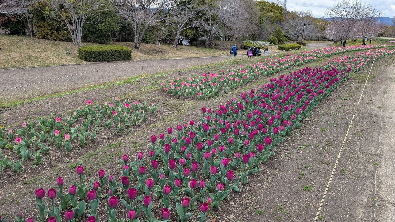 奈良県馬見丘陵公園のチューリップ畑。緩やかな丘に沿ってピンク、赤、黄色のチューリップが満開に咲き、背景には咲き始めたばかりの桜の木々と曇り空が広がっている。