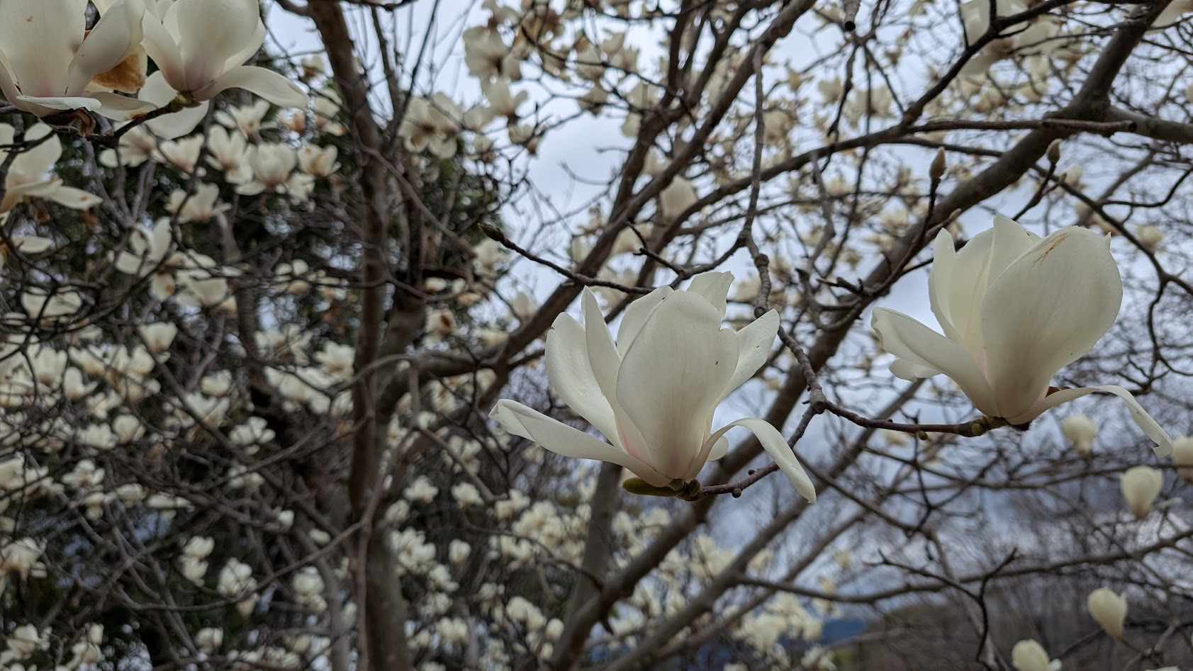 奈良県馬見丘陵公園に咲くハクモクレンのアップ。曇り空を背景に、肉厚な白い花びらが大きく開いている。周囲の枝には散りかけの花や蕾も混ざっている。