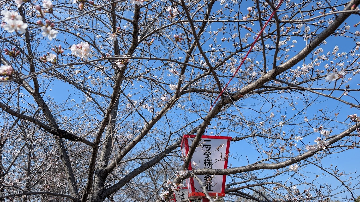 2026年3月27日撮影の大和郡山城の桜（アップ）。ピンク色の桜の花が、青空を背景に、瑞々しく咲き誇っている。