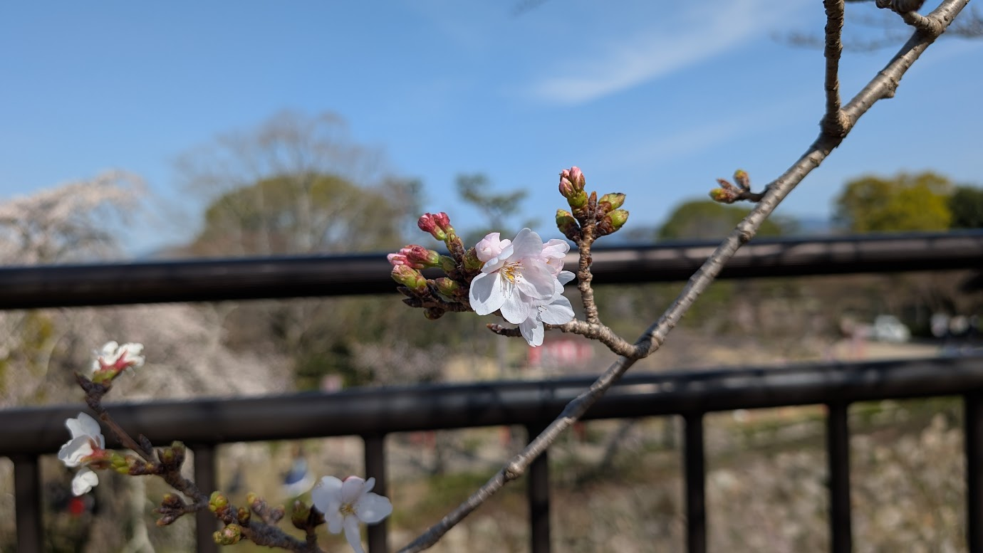 同じく2026年3月27日撮影の大和郡山城の桜（アップ）。密集して咲くピンク色の桜の花が、柔らかな光を浴びて、城跡の春を彩っている。