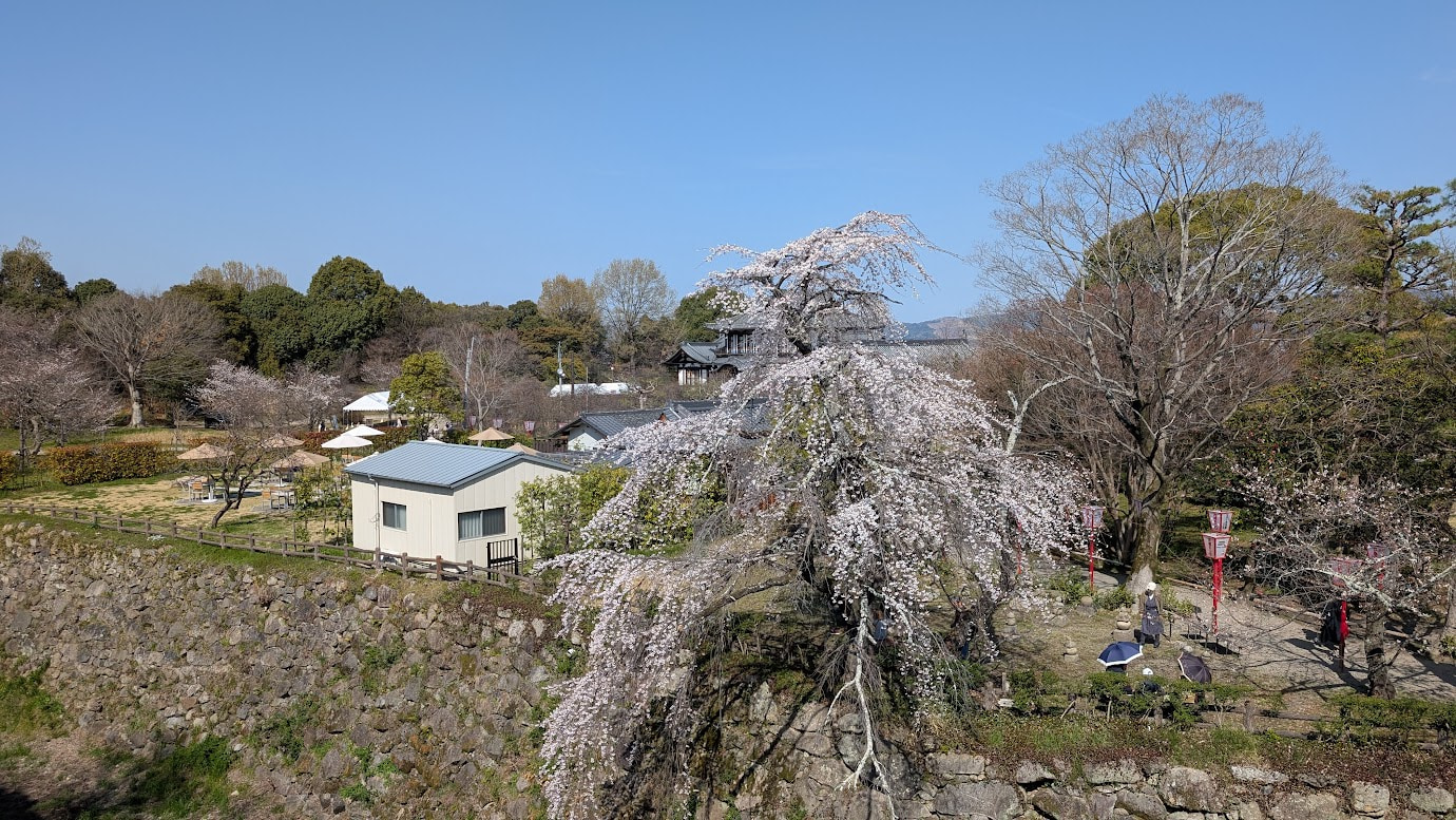 奈良県大和郡山城跡の石垣の上に咲く大きな立派なしだれ桜。淡いピンク色の花が滝のように垂れ下がり、背景には城内の建物や青空、散策する人々が見える。