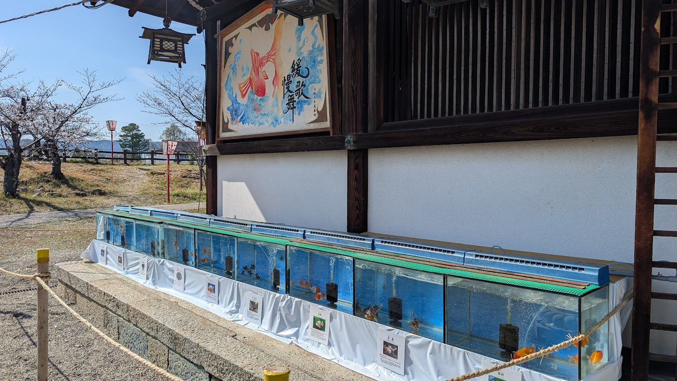 大和郡山城の柳澤神社の境内に設置された、木製の枠で囲まれた金魚の水槽。瑞々しい緑を背景に、赤い金魚が泳いでおり、城下町の金魚文化を感じさせる。
