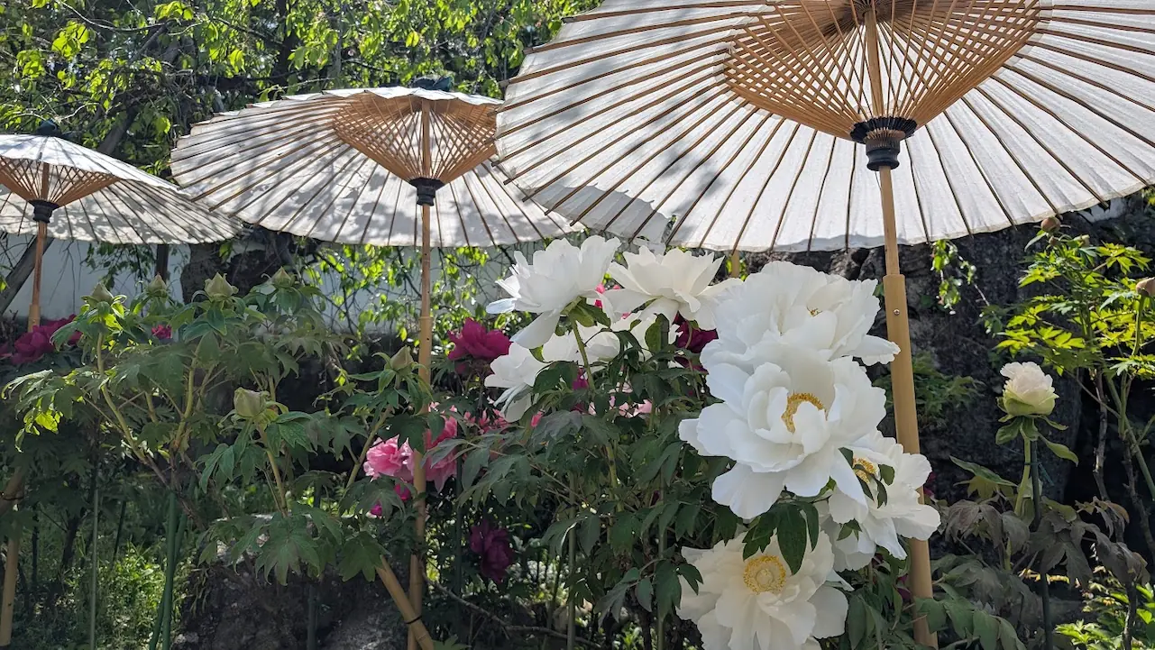 岡寺の境内で、日よけの白い和傘の下に美しく咲き誇る大輪の白い牡丹の花