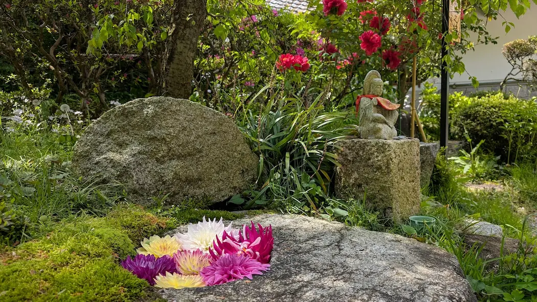 岡寺の境内で、苔むした石のくぼみに浮かべられた色鮮やかなダリアと、その横に静かに佇むお地蔵様