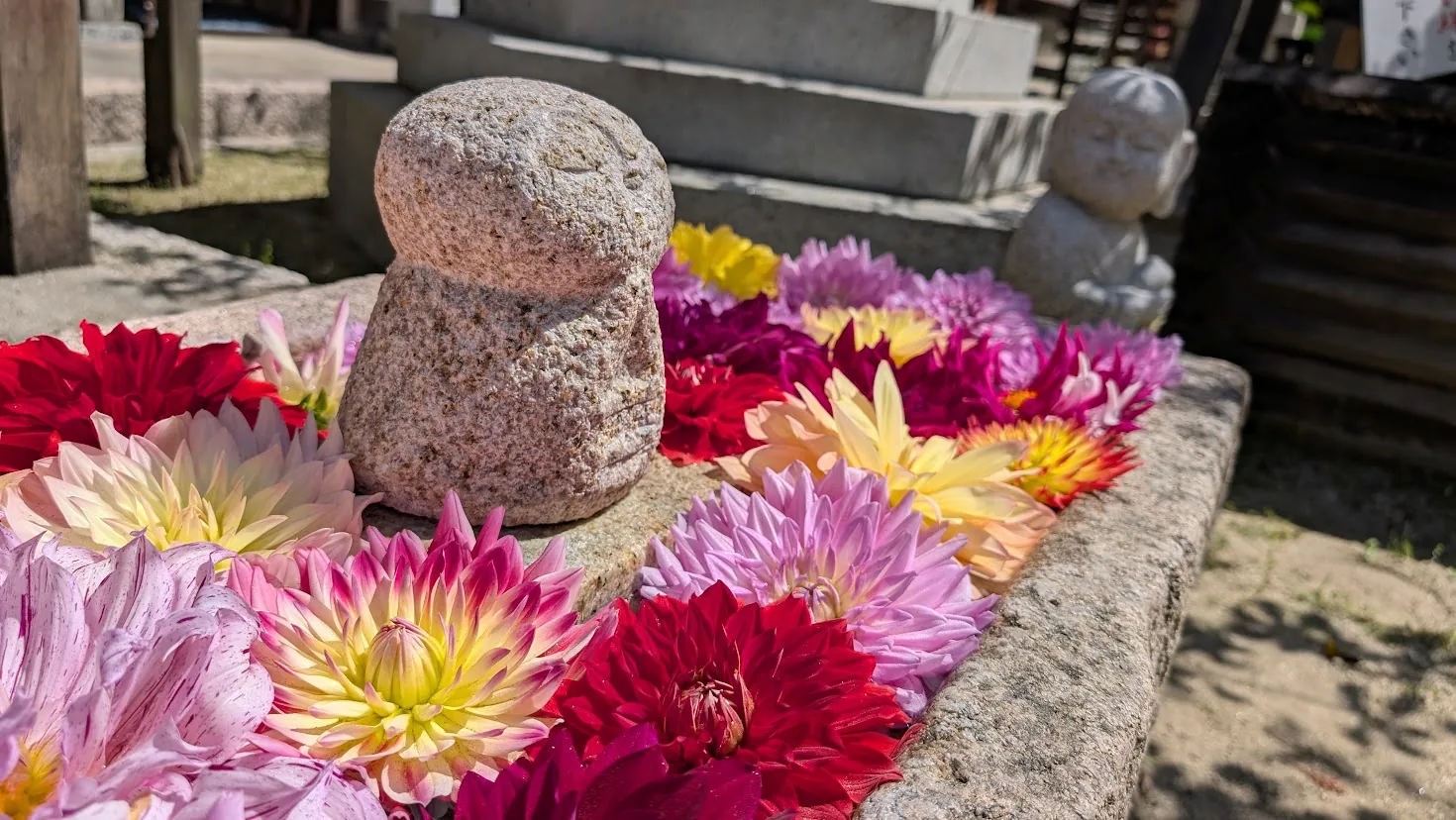 岡寺の境内で、水に浮かぶピンクのダリアが手前に写り、背景に小さなお地蔵様が優しく微笑んでボケている風景