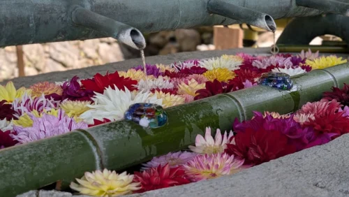 明日香村の岡寺にある手水舎で、竹の筒から流れる水と敷き詰められた赤やピンクのダリアの花