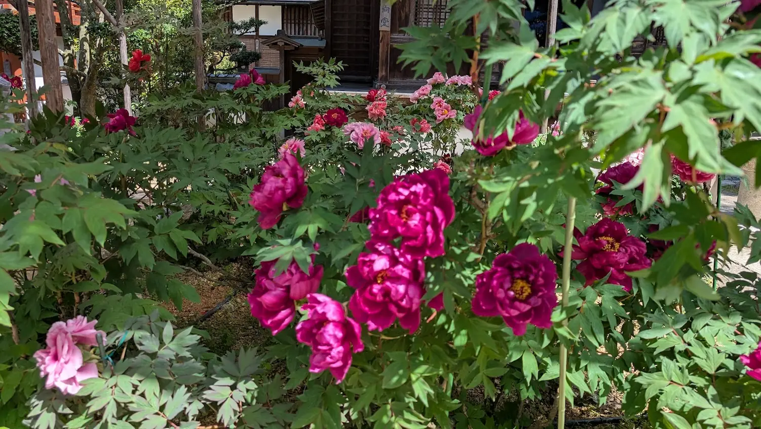 岡寺の本堂（木造建築）を背景に、手前で満開に咲く濃いピンク色の牡丹の花々