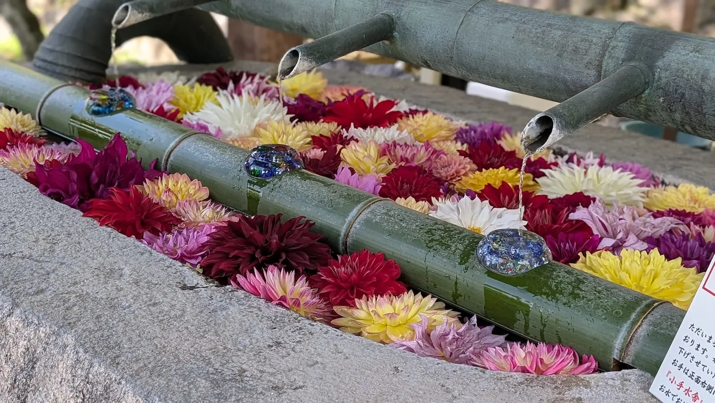 岡寺の小手水舎で、3本の竹の筒から水が流れ、水槽一面に色とりどりのダリアが敷き詰められている全体写真