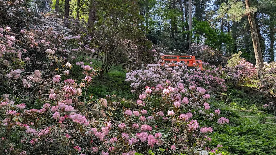 岡寺の奥の院へと続く山肌一面に咲くピンクのシャクナゲと、新緑の中に佇む朱塗りの橋