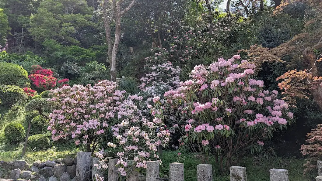岡寺の龍蓋池付近の石垣沿いに、ピンクのシャクナゲが壁のように満開に咲いている風景