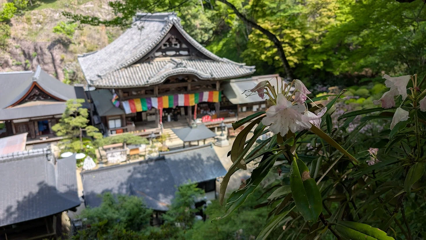 岡寺の高台から、手前のピンクのシャクナゲ越しに、五色幕が飾られた大きな木造本堂を見下ろす風景
