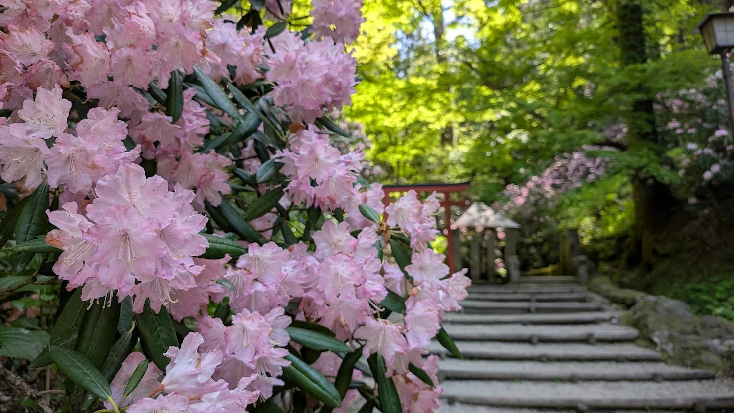 岡寺の境内で薄ピンク色のシャクナゲがアップで咲き、背景に赤い鳥居と鮮やかな新緑がボケて写っている風景