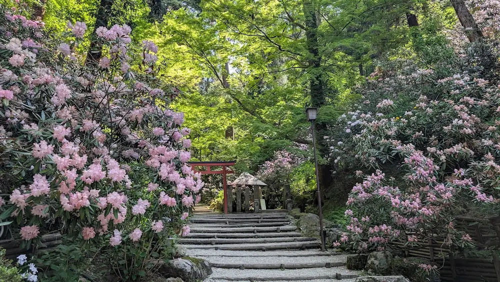 岡寺の奥の院へ続く石段と赤い鳥居、その両脇を埋め尽くす満開のピンクのシャクナゲ
