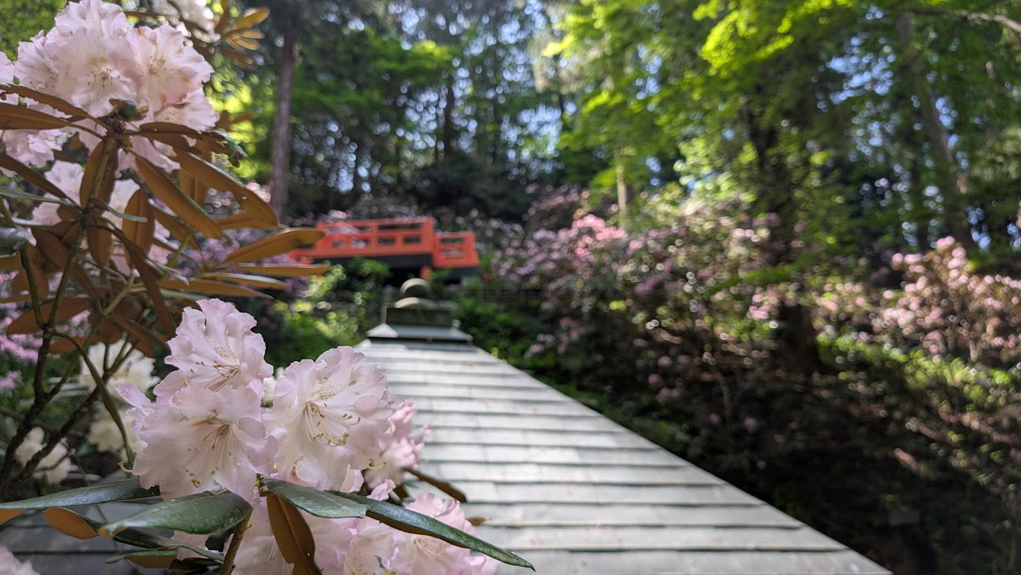 岡寺の境内で手前に薄ピンクのシャクナゲがアップで写り、背景に朱塗りの橋と新緑が柔らかくボケている風景