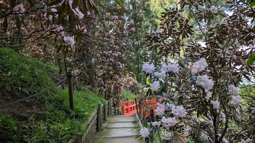 岡寺の境内で両脇からシャクナゲがせり出し、花のトンネルのようになった参道の先に朱色の橋が見える風景