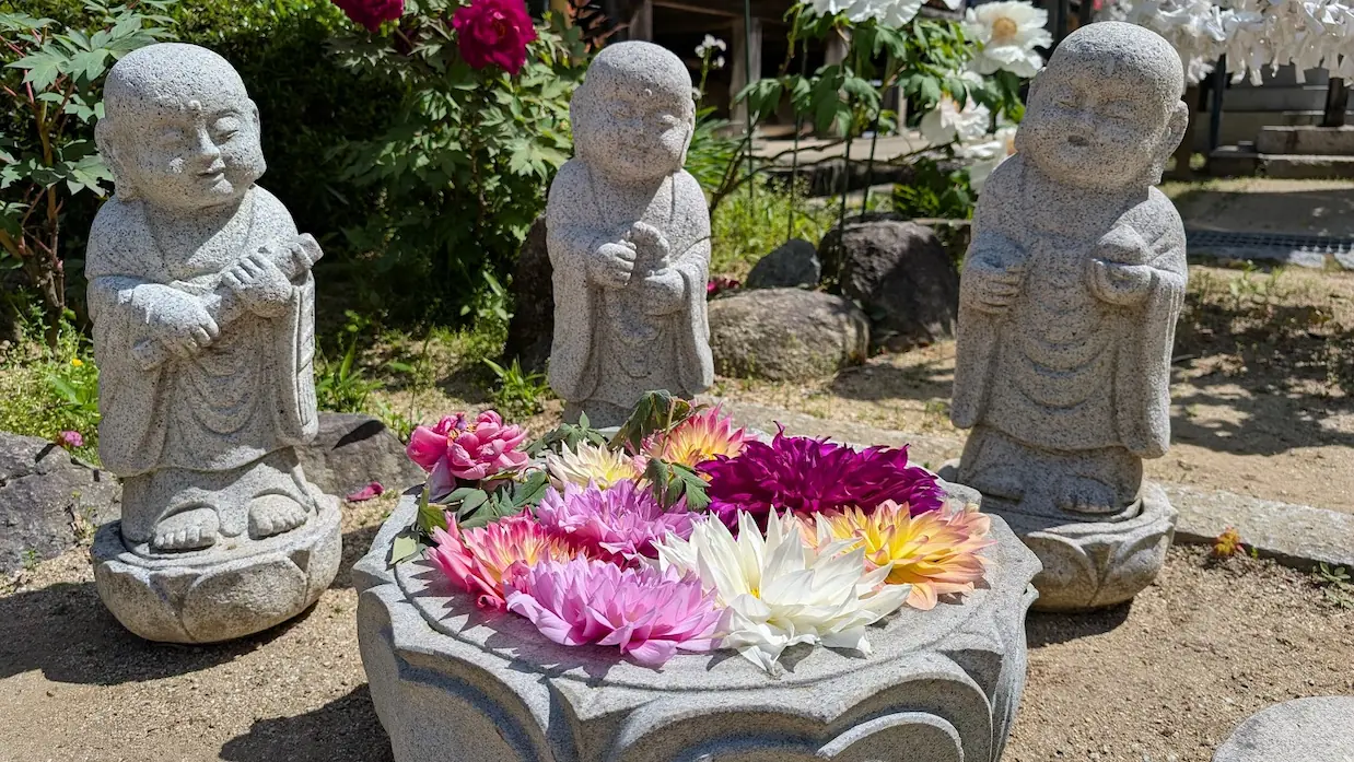岡寺の境内で、三体並んだ小さなお地蔵様の前に、色鮮やかなダリアが生けられた石の器がある風景