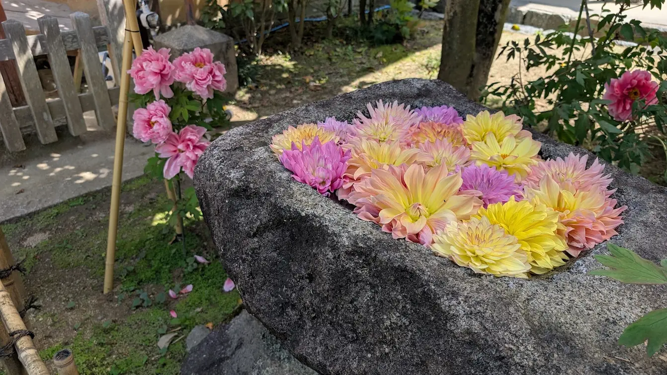 岡寺の境内で、水が張られた石の蹲に浮かぶピンクのダリアと、そのすぐ横に咲く大輪の牡丹