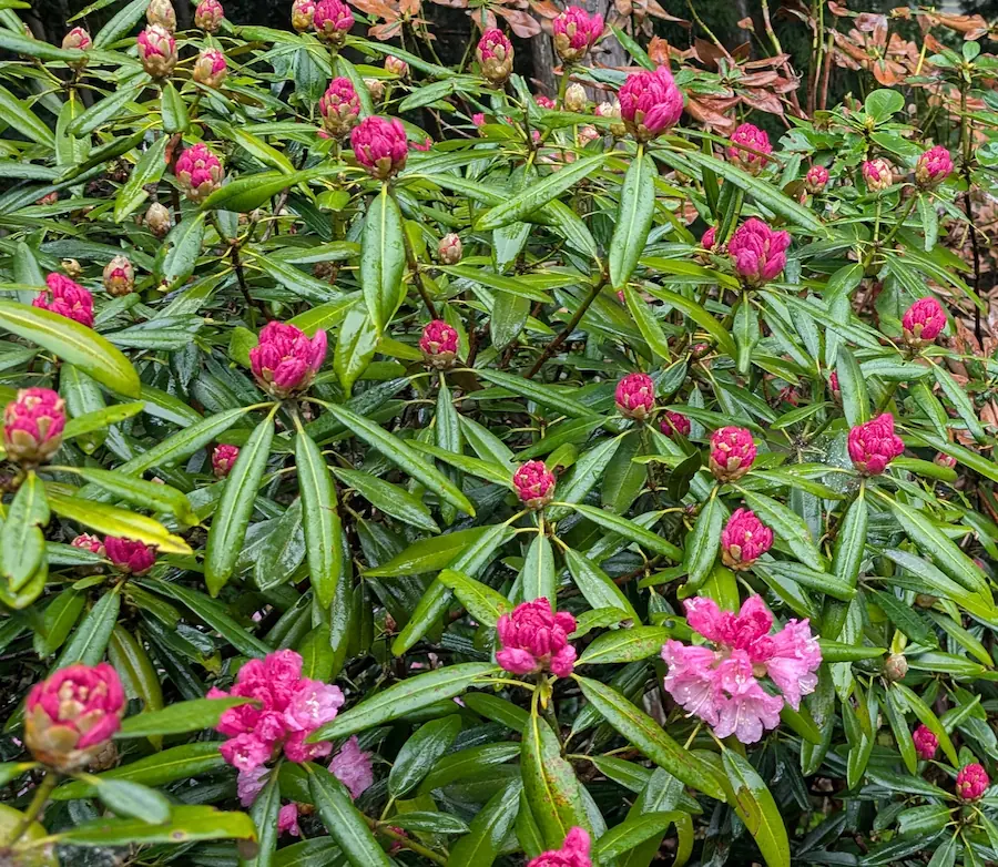 雨の雫をまとい、今にも開きそうな濃いピンク色をしたシャクナゲの蕾のアップ