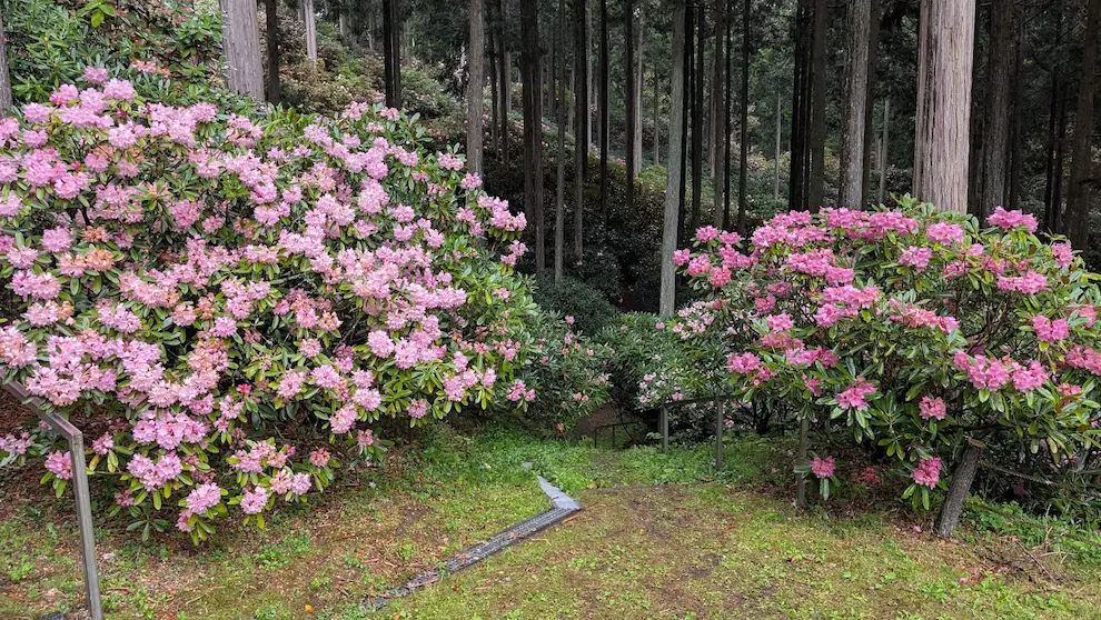 手前には満開のピンクのシャクナゲが咲き誇り、奥の杉林の影の部分にはまだ蕾が残る、開花状況の差がわかる風景