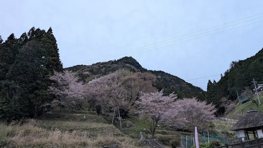 宇陀市の仏隆寺にある、満開を過ぎて葉桜になり始めた千年桜と周囲の山々の風景