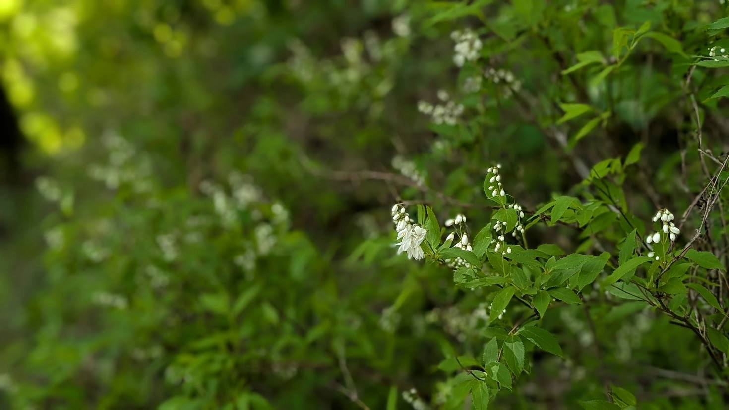 奈良・長谷寺の境内で、瑞々しい緑を背景に、小さな白い花を咲かせたヒメウツギがアップで写っている風景