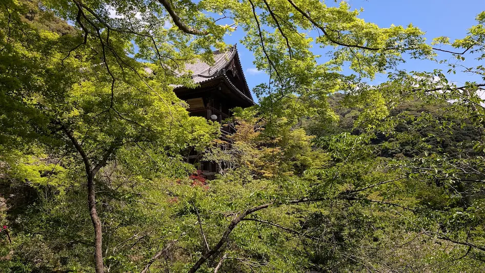 奈良・長谷寺の境内で、重なり合う鮮やかな新緑の青もみじの隙間から、歴史を感じさせる大きな木造本堂が顔をのぞかせている風景