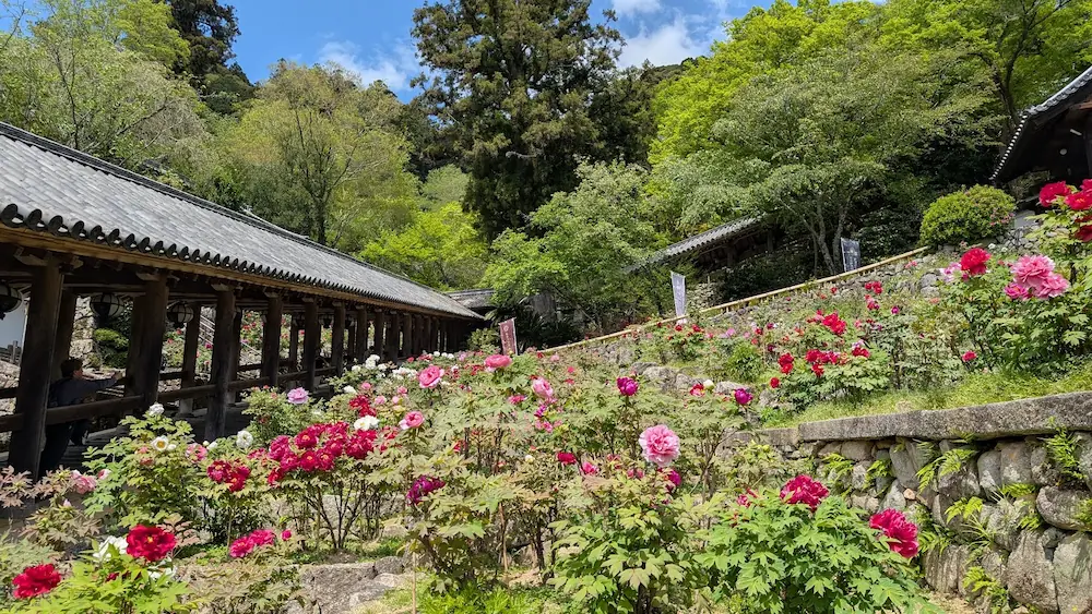 奈良・長谷寺の長い屋根付き階段「登廊」の脇に、赤やピンクの牡丹が満開に咲いている風景