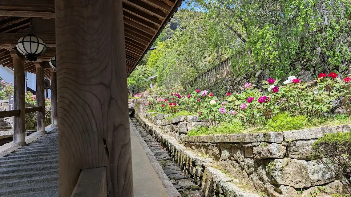 奈良・長谷寺の国宝「登廊」の太い木柱の横で、石垣に沿って赤やピンクの牡丹が満開に咲いている風景