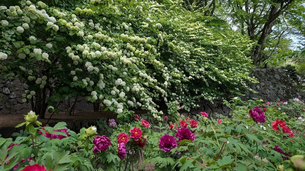 奈良・長谷寺の境内で、石垣を覆うように咲く白いオオテマリと、手前に咲く濃いピンクや赤の牡丹の風景