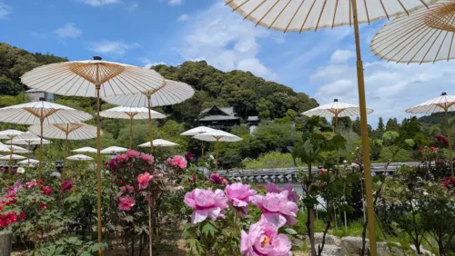 奈良・長谷寺の境内で、白い和傘の下に咲く大輪の牡丹越しに、山の中腹に佇む本堂（国宝）を望む風景