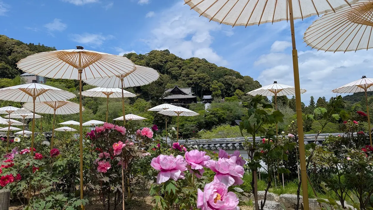 奈良・長谷寺の境内で、白い和傘の下に咲く大輪の牡丹越しに、山の中腹に佇む本堂（国宝）を望む風景