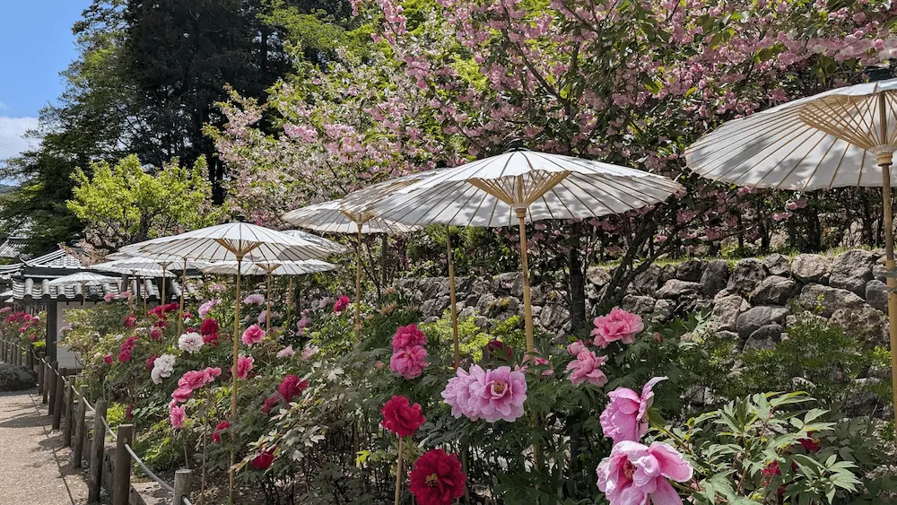 奈良・長谷寺の境内で、日除けの白い和傘が並び、その下に咲くピンクの牡丹と背景に満開の八重桜が広がる風景