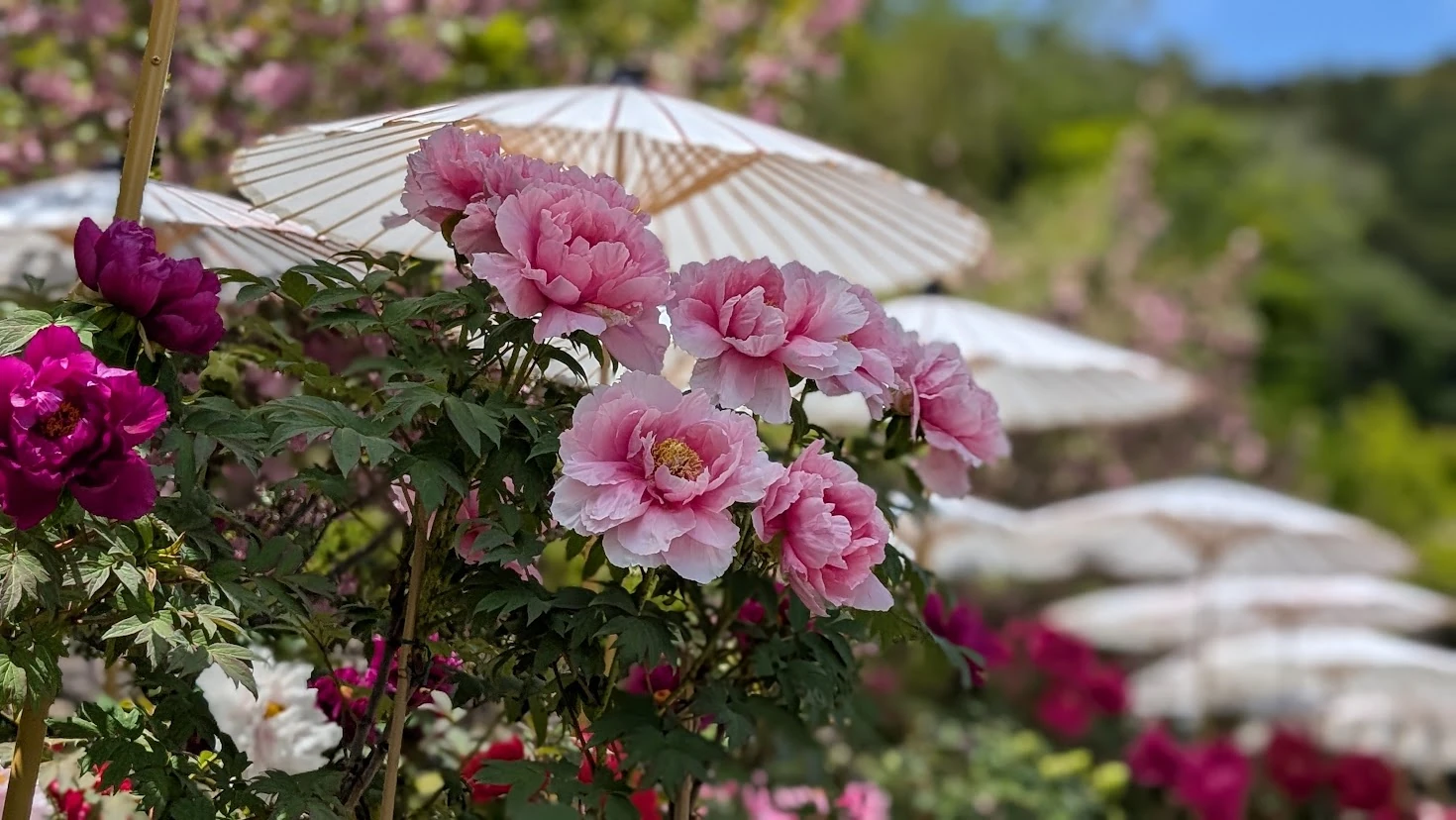 奈良・長谷寺の境内で、手前にピンク色の牡丹がアップで咲き、背景に白い和傘がいくつも連なってボケている風景