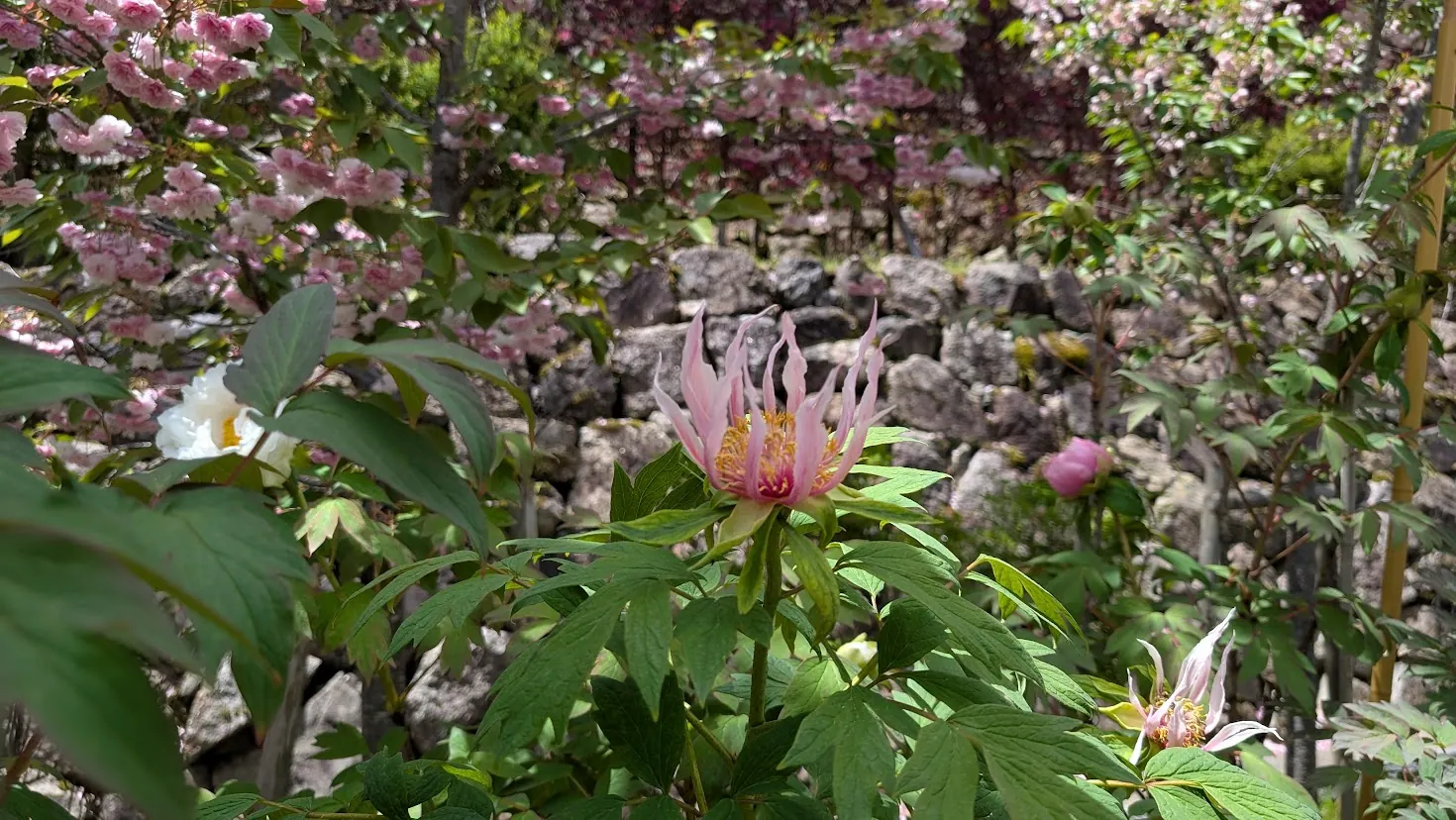 奈良・長谷寺の境内で、花びらが細く尖ってねじれた珍しい形のピンク色の牡丹が咲いている風景。背景には石垣と八重桜が見える。