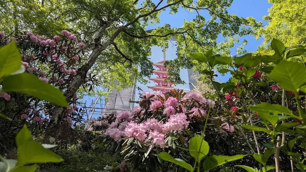 奈良・長谷寺の境内で、満開のピンクのシャクナゲと新緑の青もみじ越しに、修復中の五重塔（イラスト幕）を見上げる風景