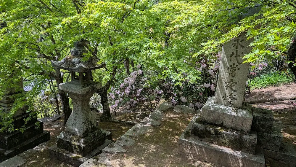 奈良・長谷寺の境内で、石灯篭の周りを鮮やかなピンクのシャクナゲと瑞々しい新緑の青もみじが囲んでいる風景