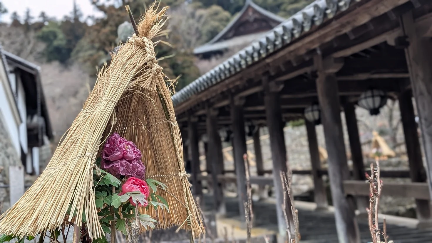 奈良・長谷寺。手前に藁の囲い（わらぼっち）の中で咲く鮮やかなピンクの冬牡丹を配置し、背景に重要文化財の長い登廊がボケて写っている風景