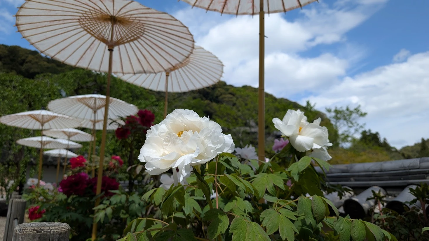 奈良・長谷寺の境内で、大輪の白い牡丹が咲き、背景に白い和傘と白い雲が浮かぶ青空が広がる風景