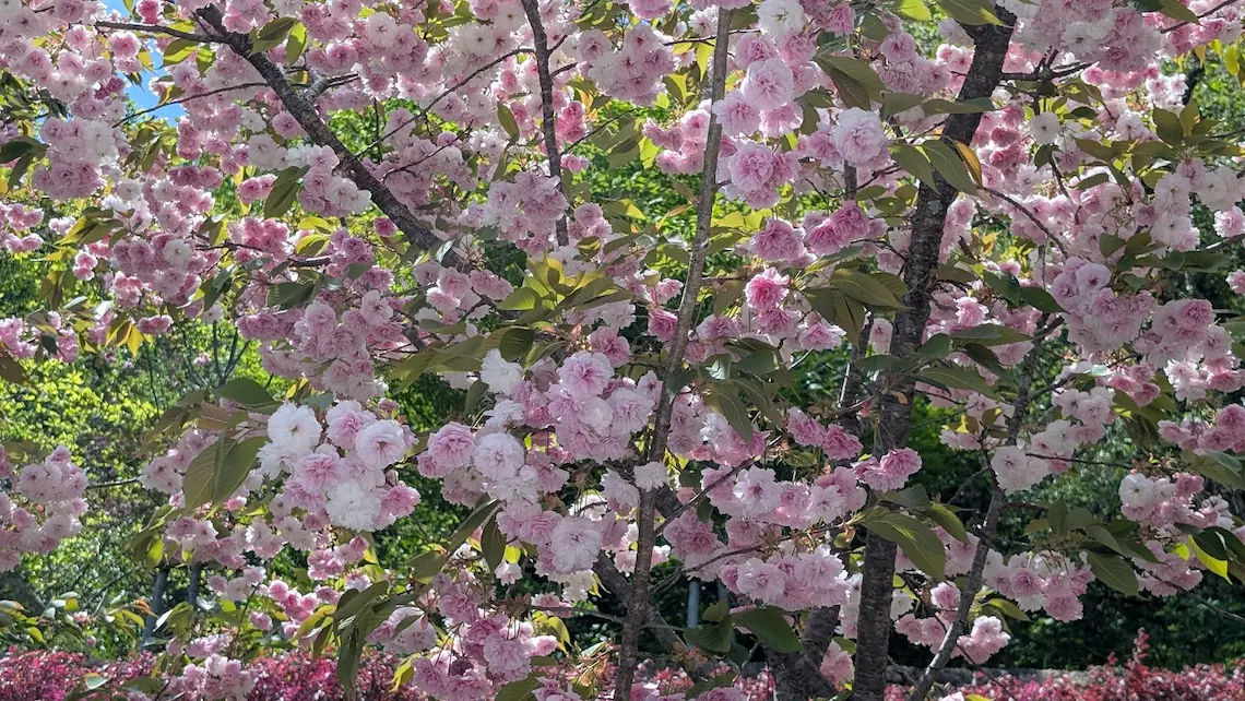 奈良・長谷寺の境内で、薄ピンク色の八重桜が枝いっぱいに満開に咲き、背景に新緑が広がっている風景